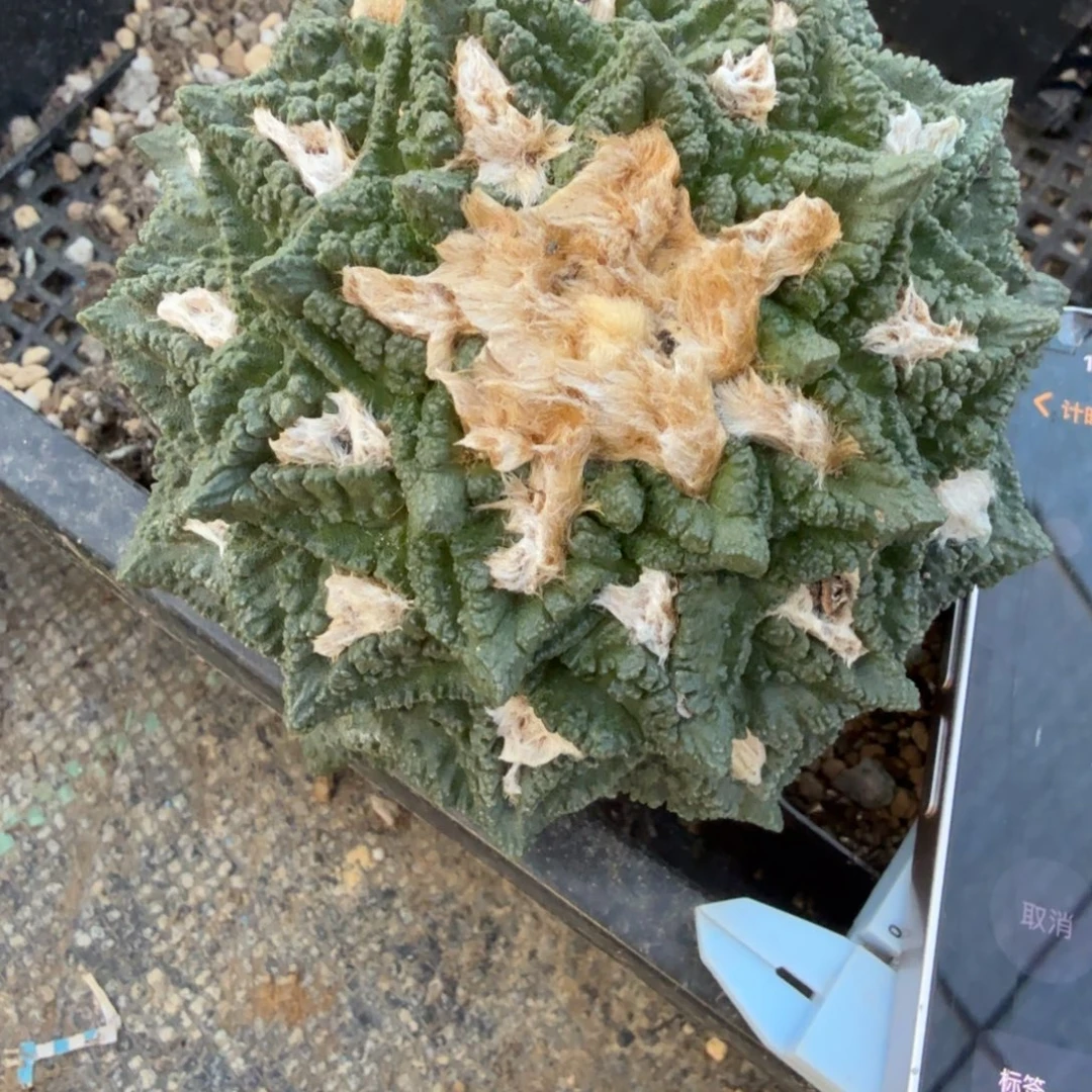 宝***象仙人球开花一个福利品有跟