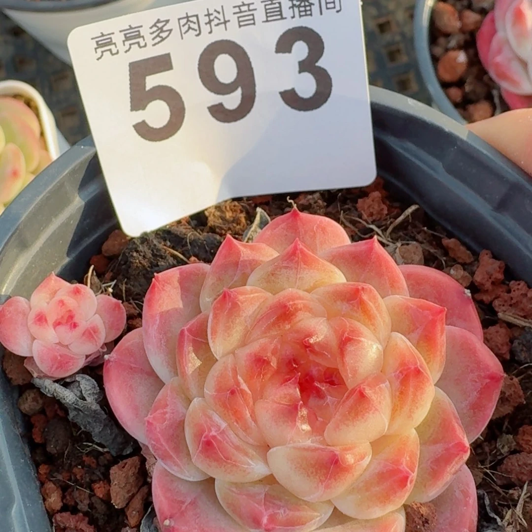 冰魄         精品多肉