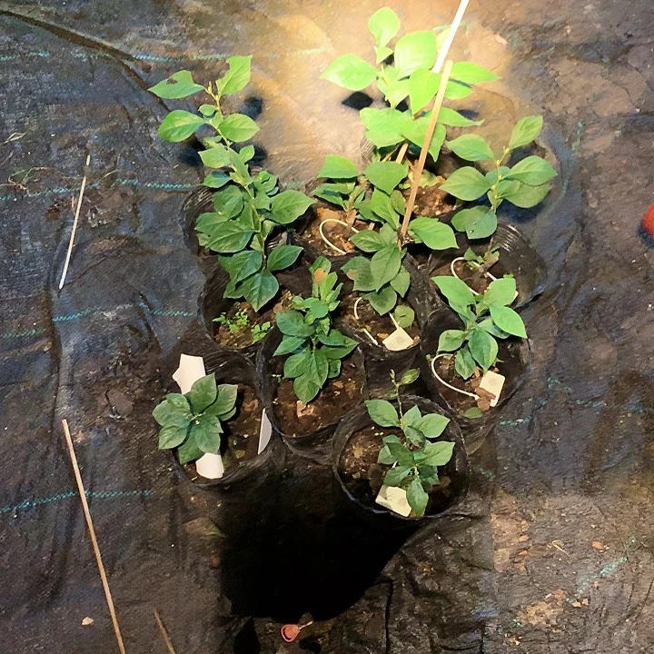 完全开放云顶嫁接苗38.8