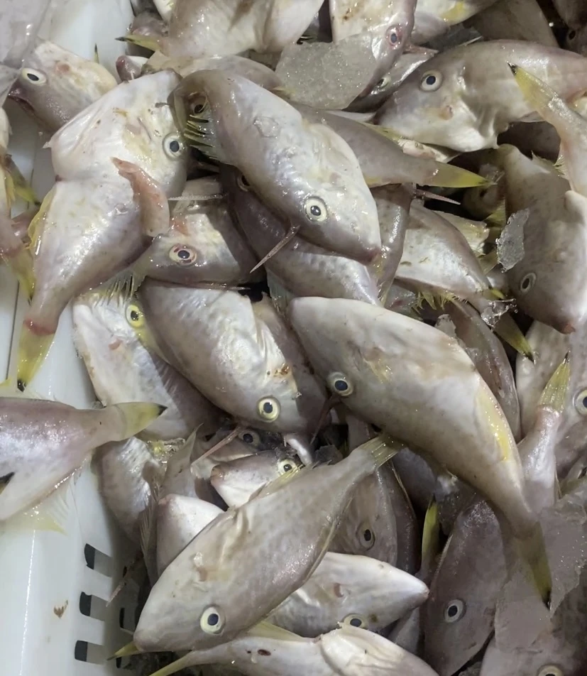 海门本港海鲜 浅海猪哥迪 剥皮鱼 去刺去肚 广东省顺丰冷链包邮