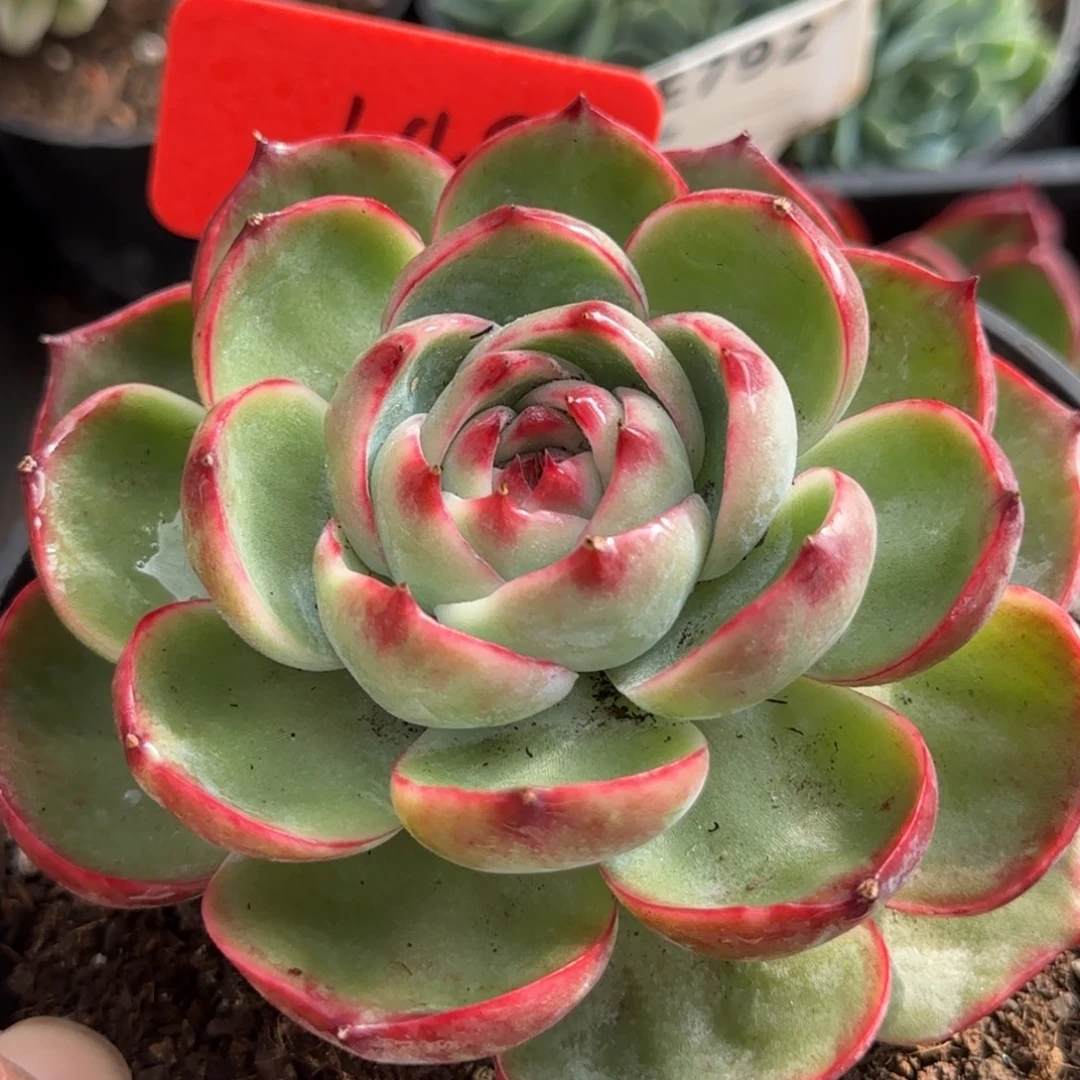 玫瑰惊鸿一物一拍包装收缩花旱149