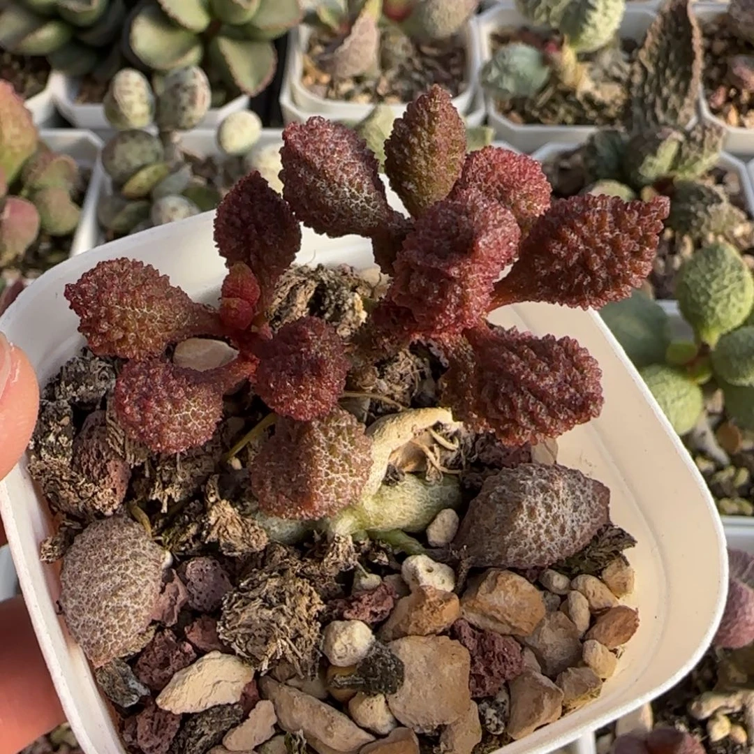红天鹅水泡多肉植物