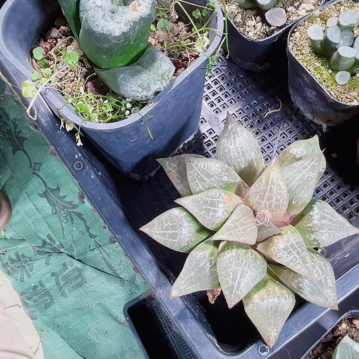 实生系列新手好养