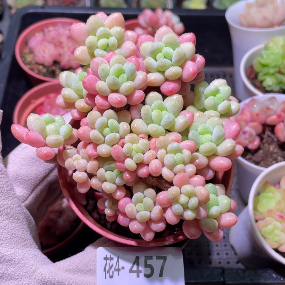 花利美4-457洛可可