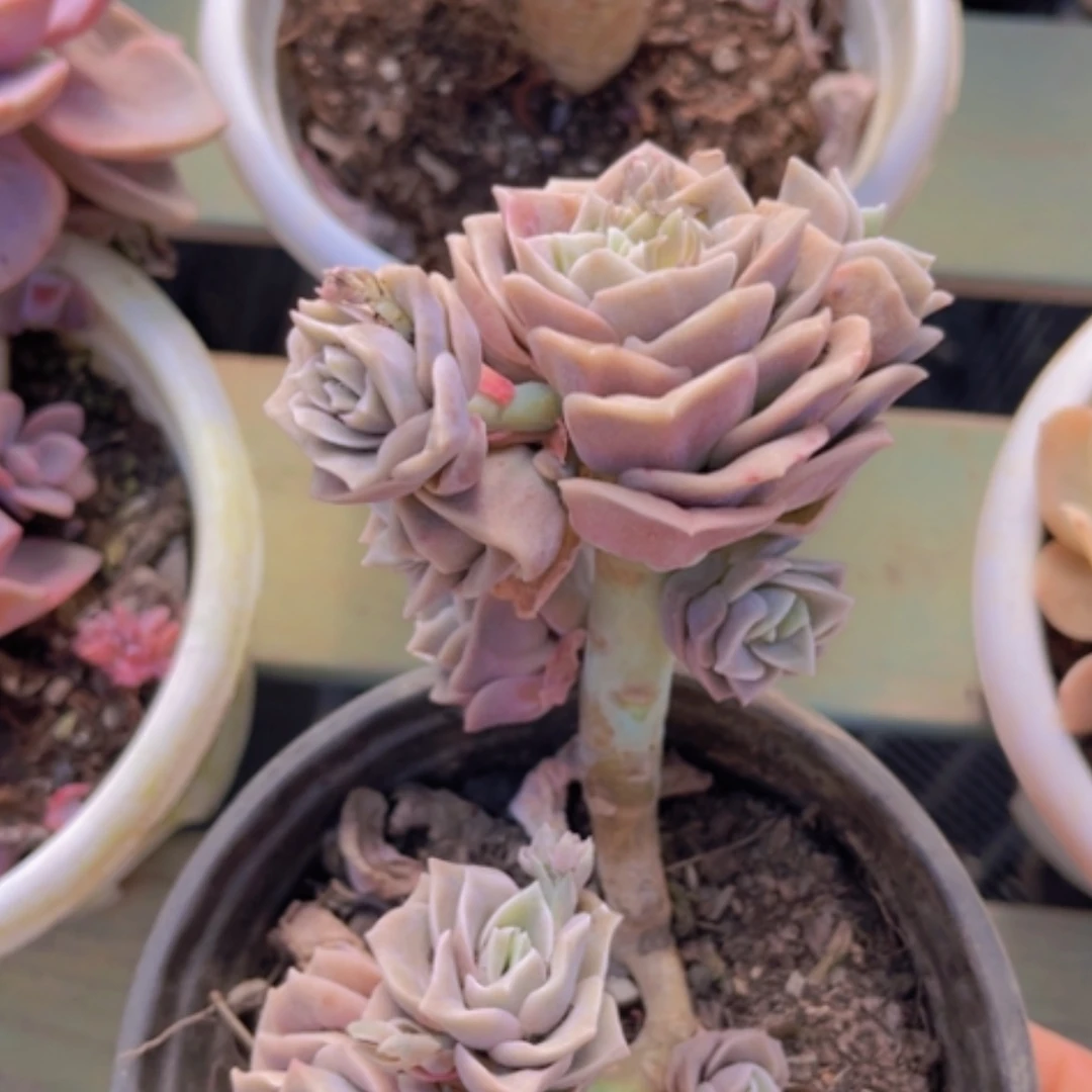 【闪购商品】可爱玫瑰1314