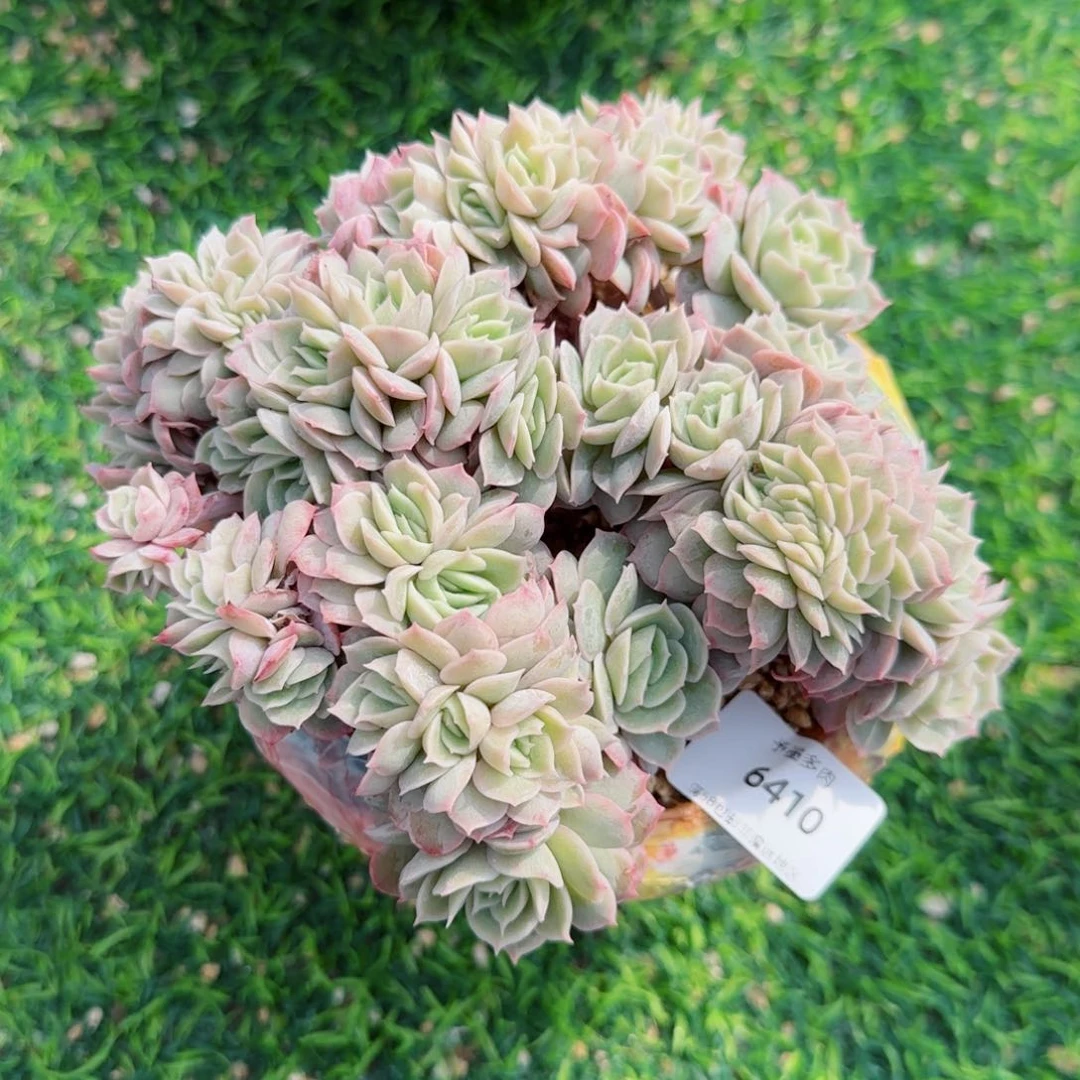 昂缀，6410多肉植物