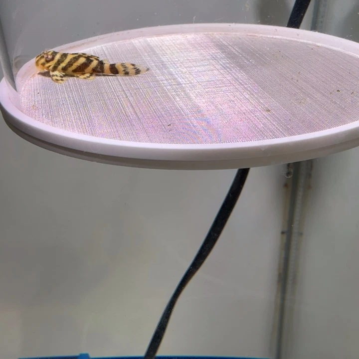 工具鱼41号皇室333