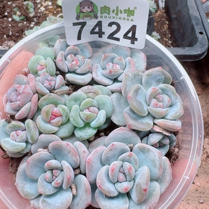 多肉植物多肉植物