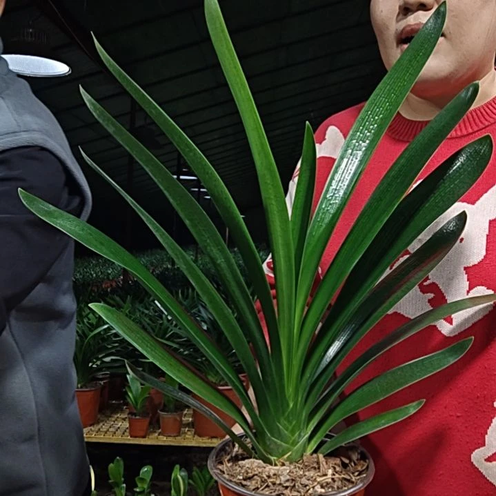 盼***盼无花朵盼盼     55