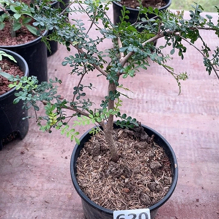 620实生列加漆树块根