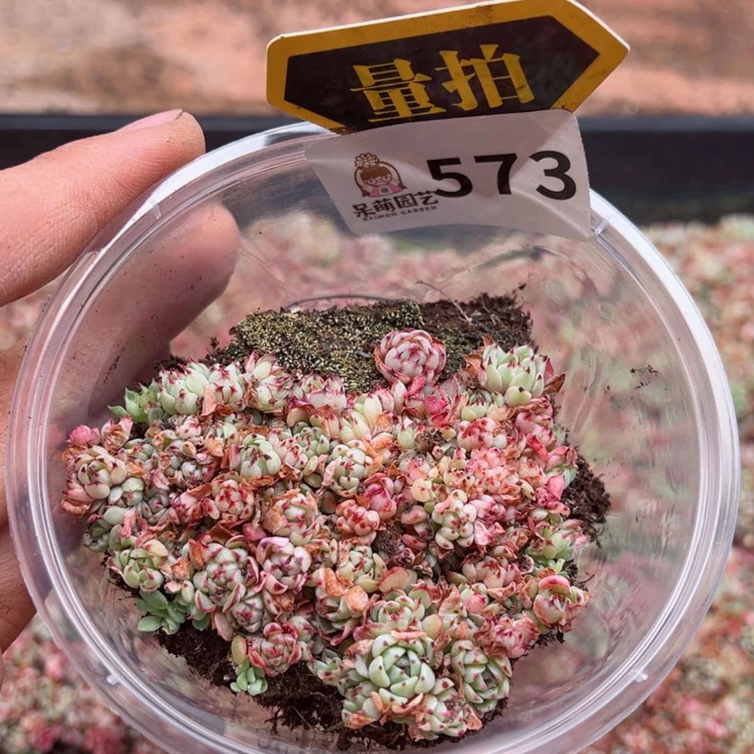 多肉植物多肉植物