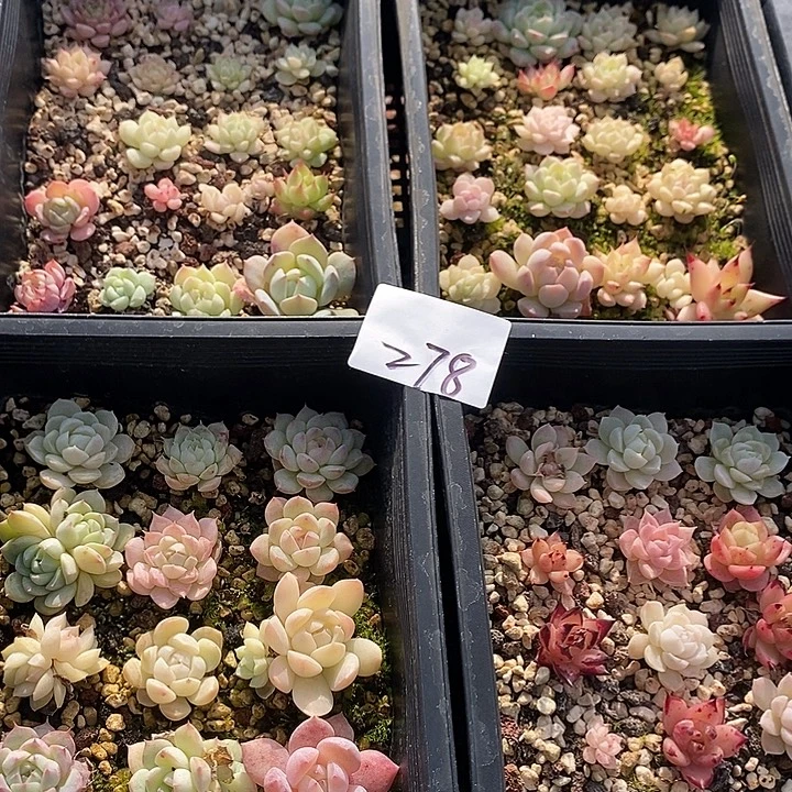 278 多肉植物盆栽花卉