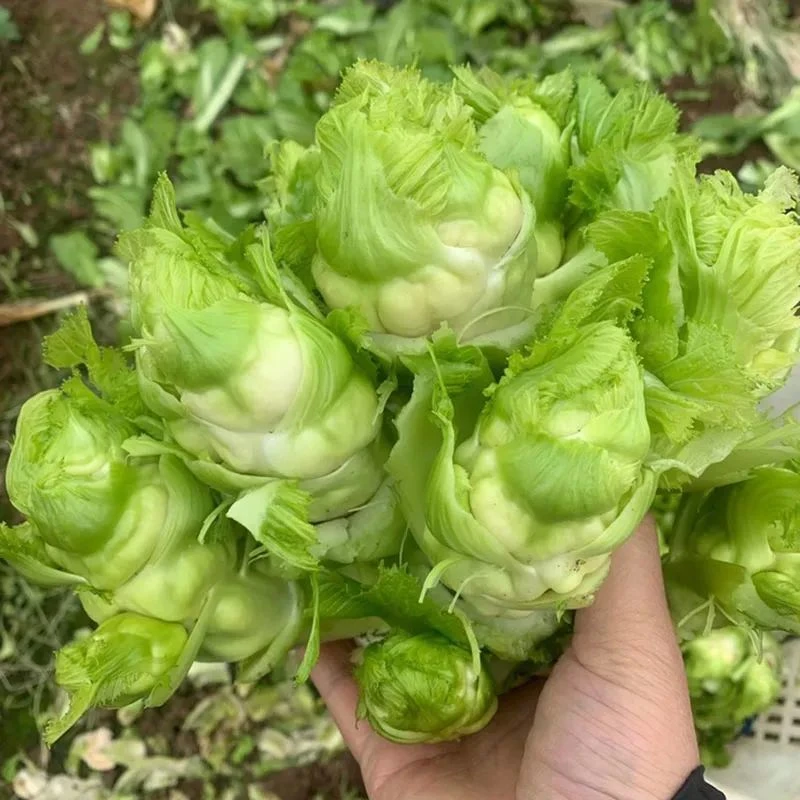 【涛涛】 农家特产代收山货儿菜