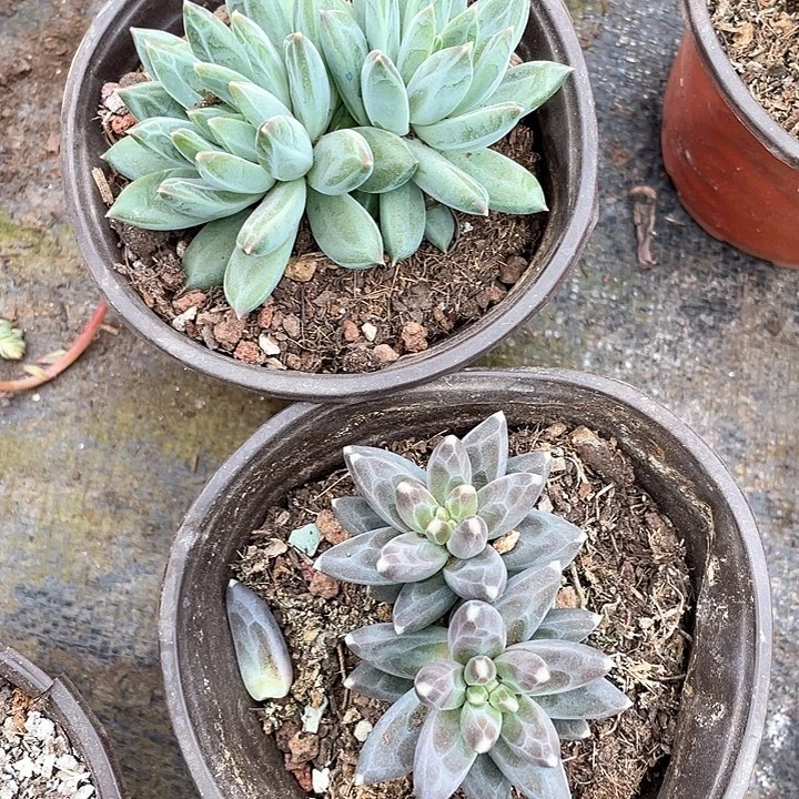 玉*?245号乌拉克拉多肉2颗