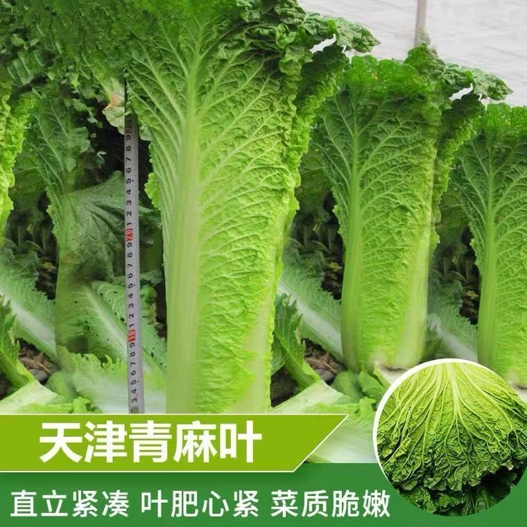 天津绿青口大白菜种子种籽青麻叶秋天高产秋季菜籽四季冬季蔬菜孑