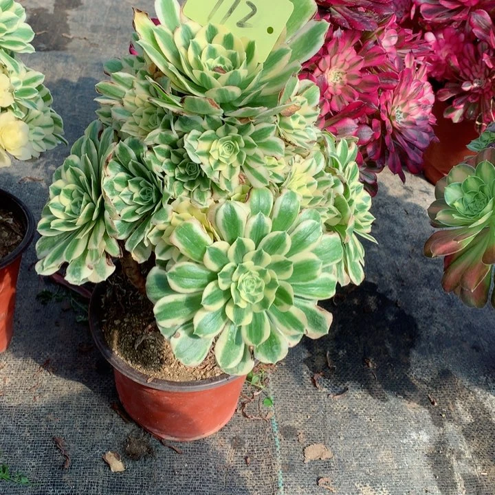 虎*912迈巴赫多肉一物一拍～