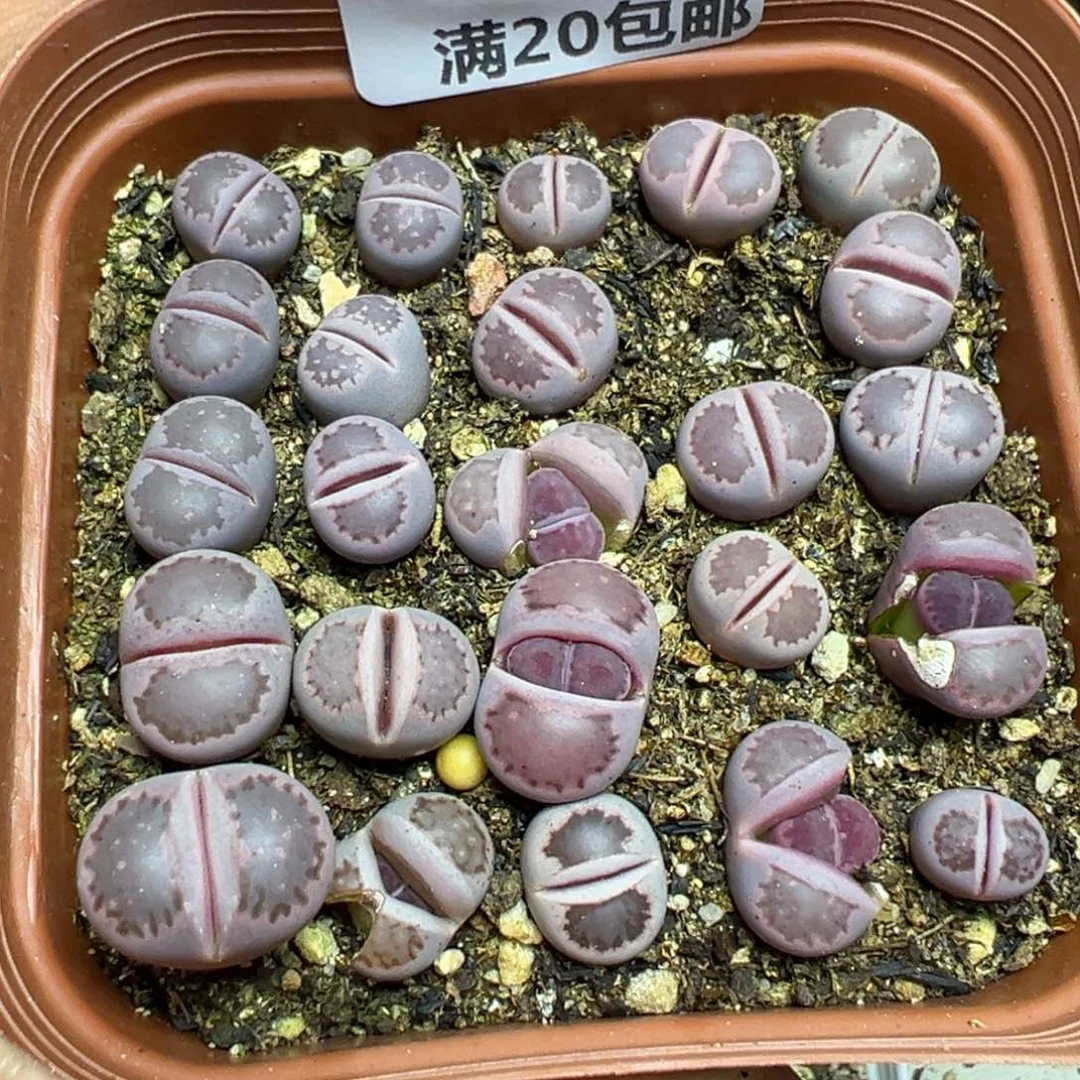 【闪购商品】 755。