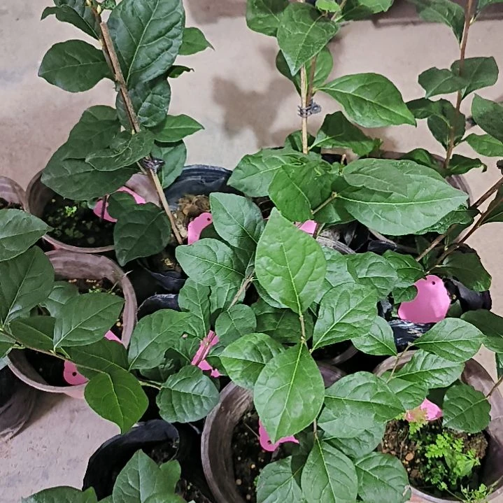 无花朵竹袍金弹子嫁接