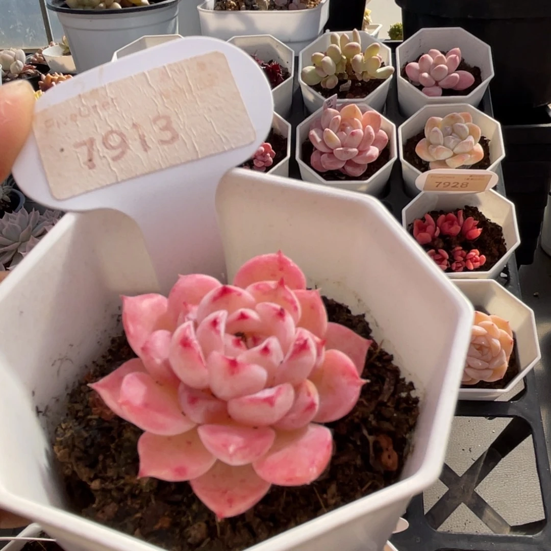 天鹅绒7913-4.0厘米