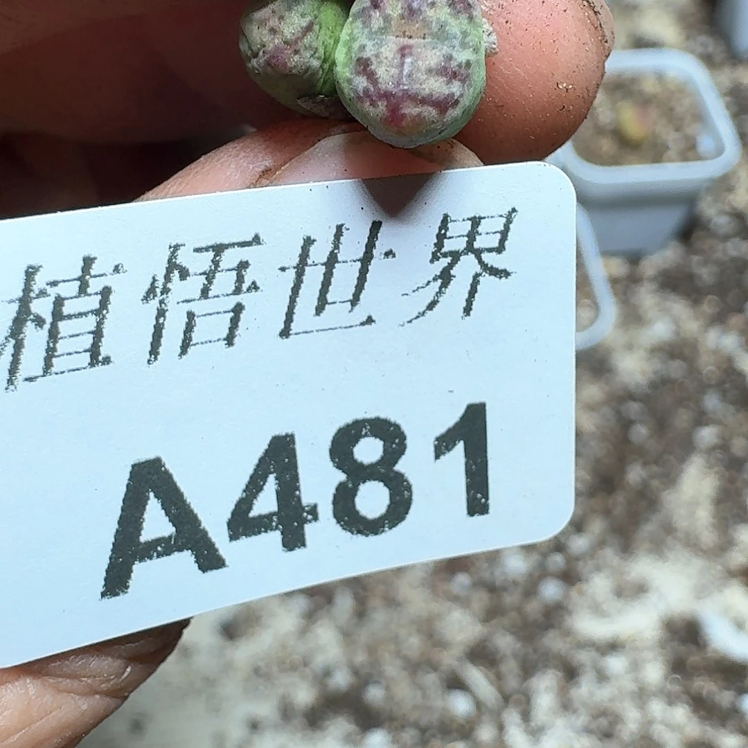 481号多肉植物哇c f