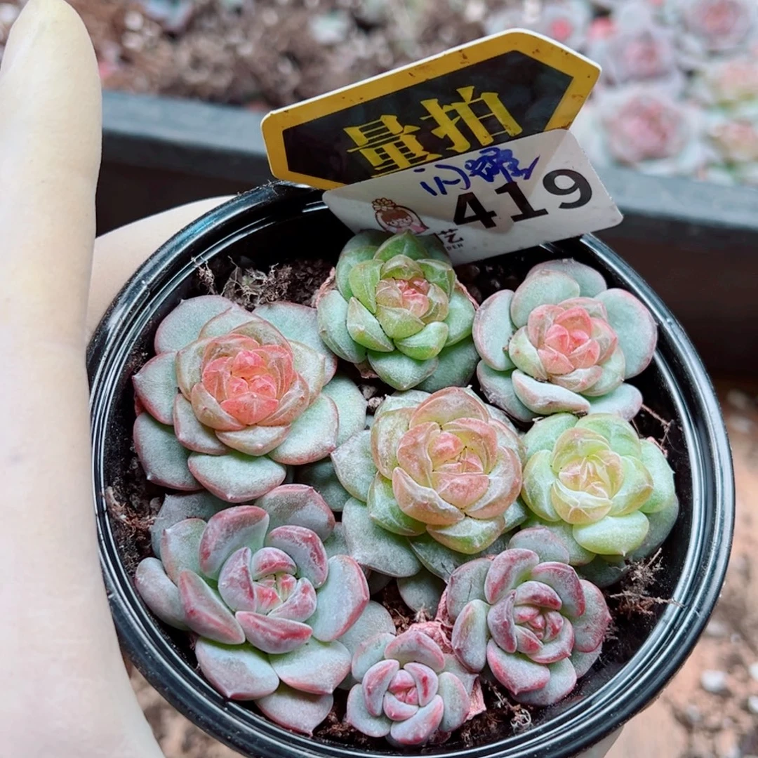 多肉植物多肉植物