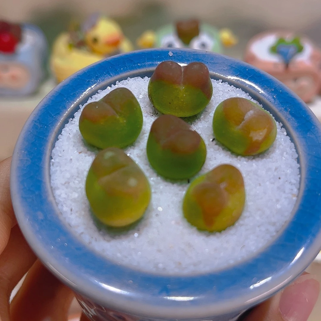 007高端多肉带盆带土