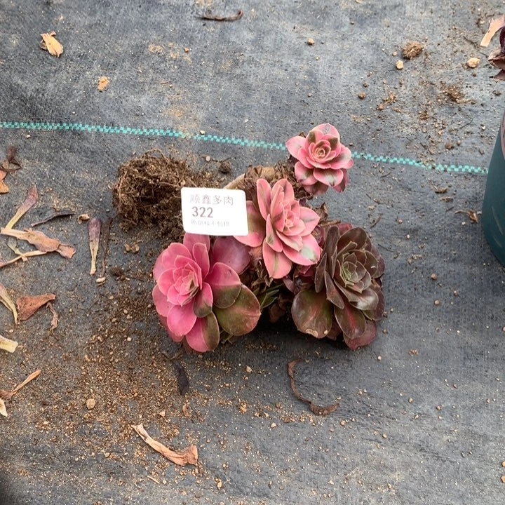 322粉女巫多肉特价不售后