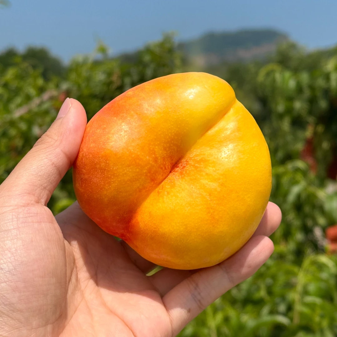 【精品平谷大桃】宝宝孕妇放心吃·正宗平谷特产大桃·平谷奥油桃奥油大桃桃子早露白桃毛蟠桃黄油蟠·3斤起北京市