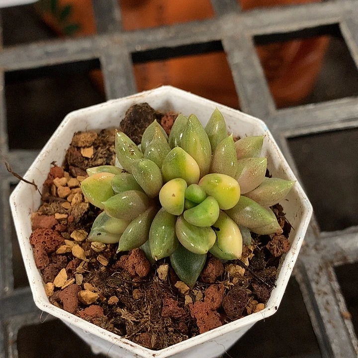 象牙奶锦两个拉丝头