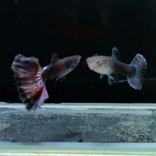 孔雀鱼半月尾烟火一对