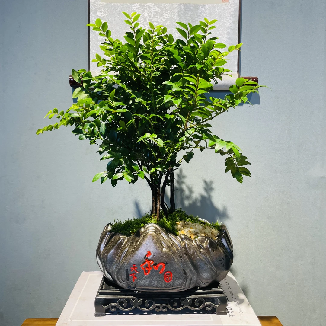 和天下陶瓷盆丛林小叶紫檀黑骨茶