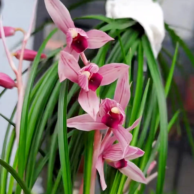 赵鹏推荐--莲瓣兰丽江红