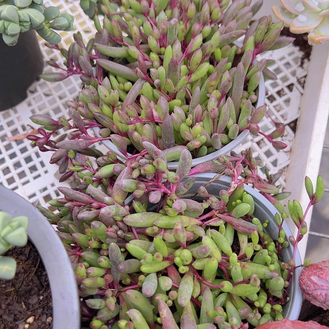 2盆紫玄月 多头群生