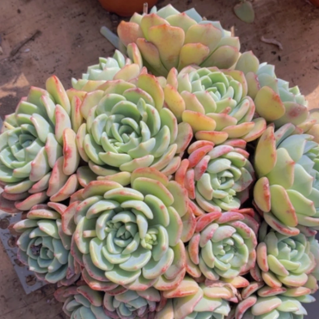 【闪购商品】千山雪1879