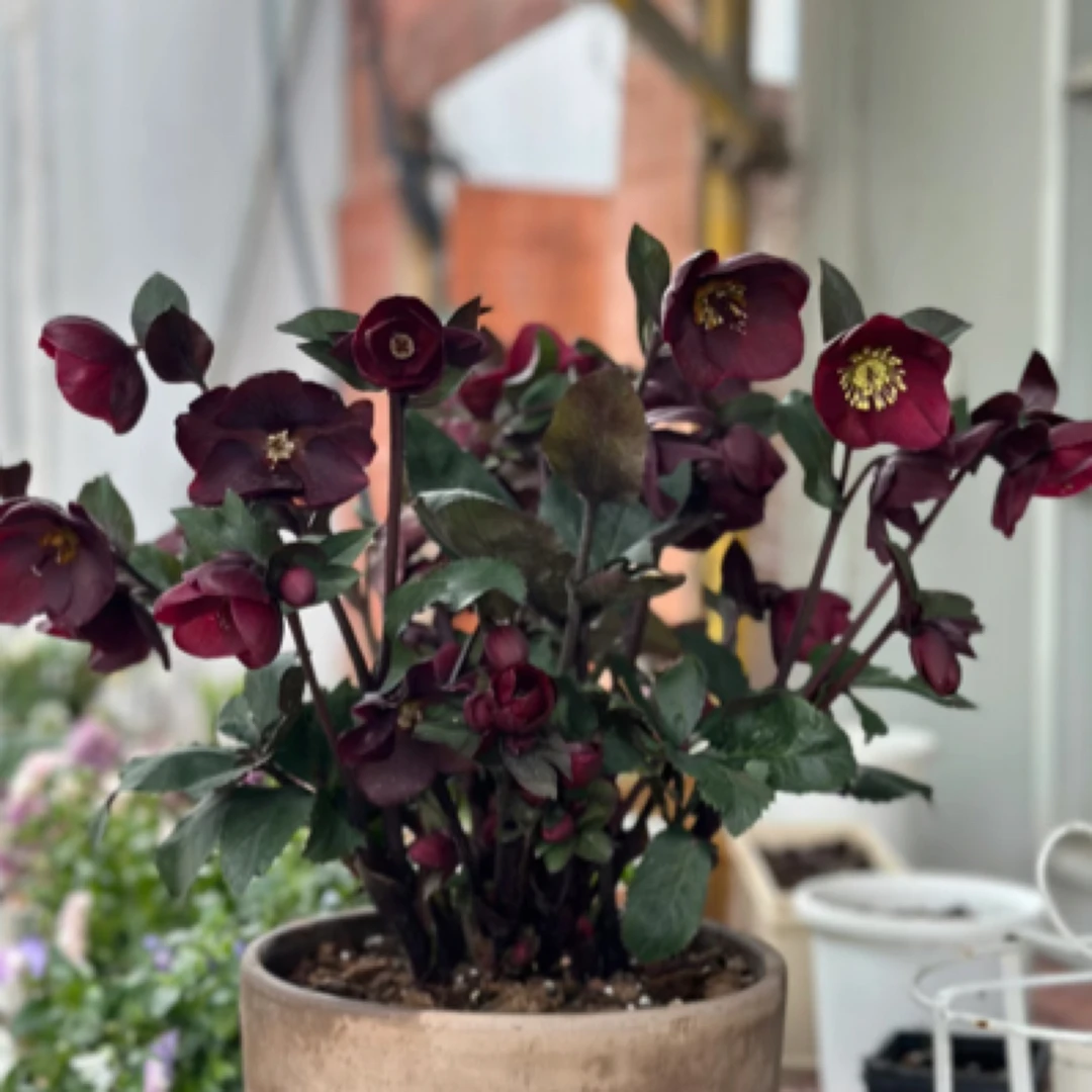 高级黑红色 露水 铁筷子盆栽 进口耐寒植物花卉