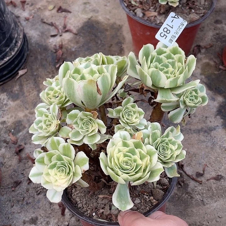 185迈巴赫多肉植物法师