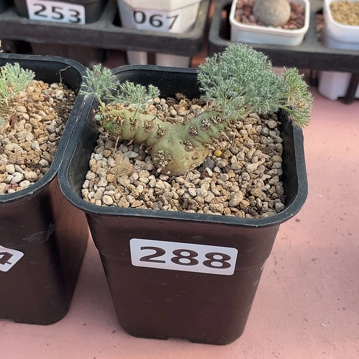 静***观288白皮月界块根，