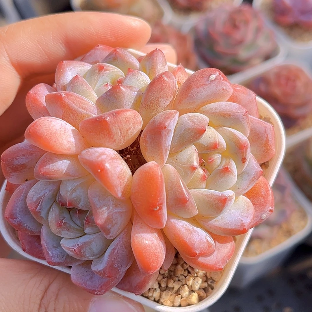 567  新品珍妮满18包邮