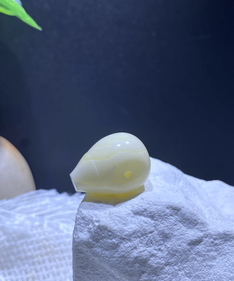 原矿蜜蜡白花蜡纯蜡三通12.8*14.7*19.6mm