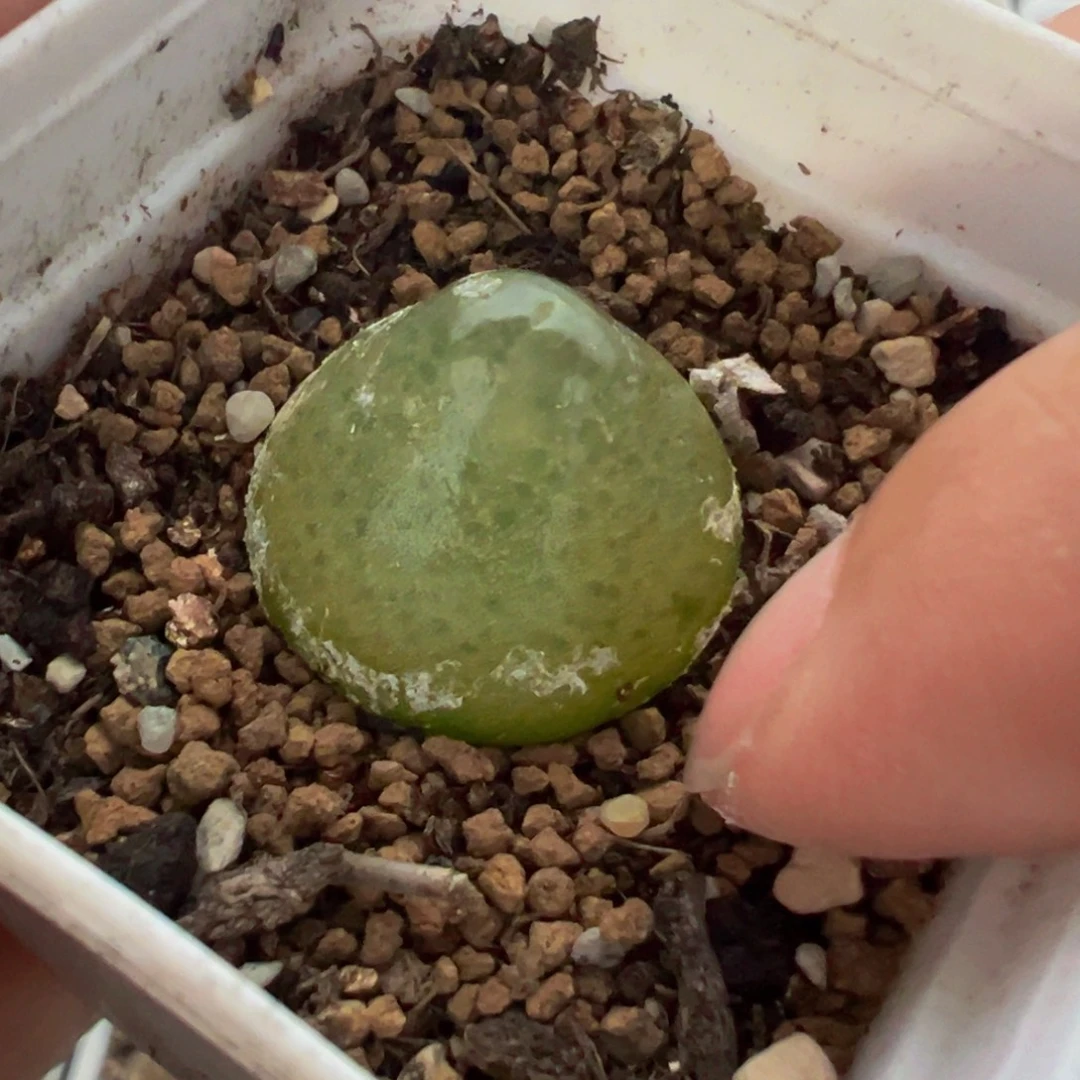 灯泡多肉植物带盆2