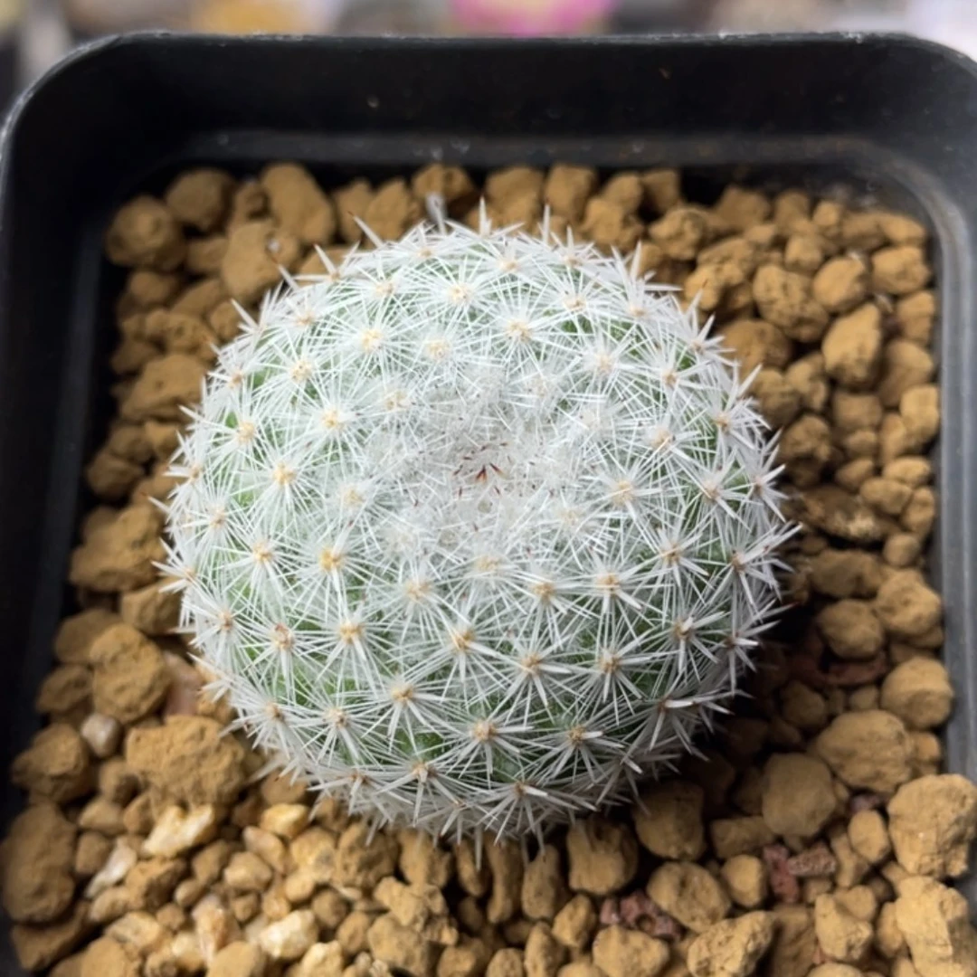 穴原希望丸         实生根