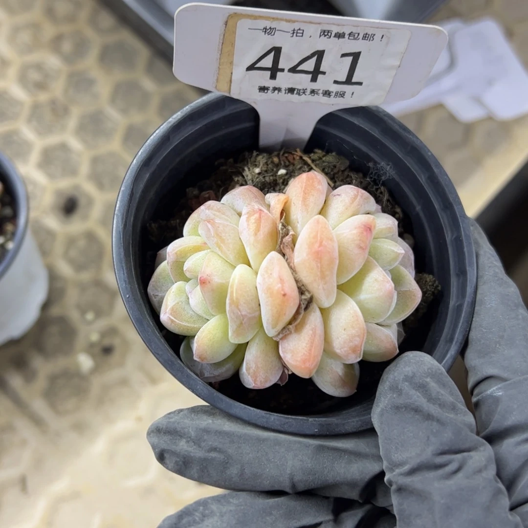 红陶陶*燕441号多肉植物