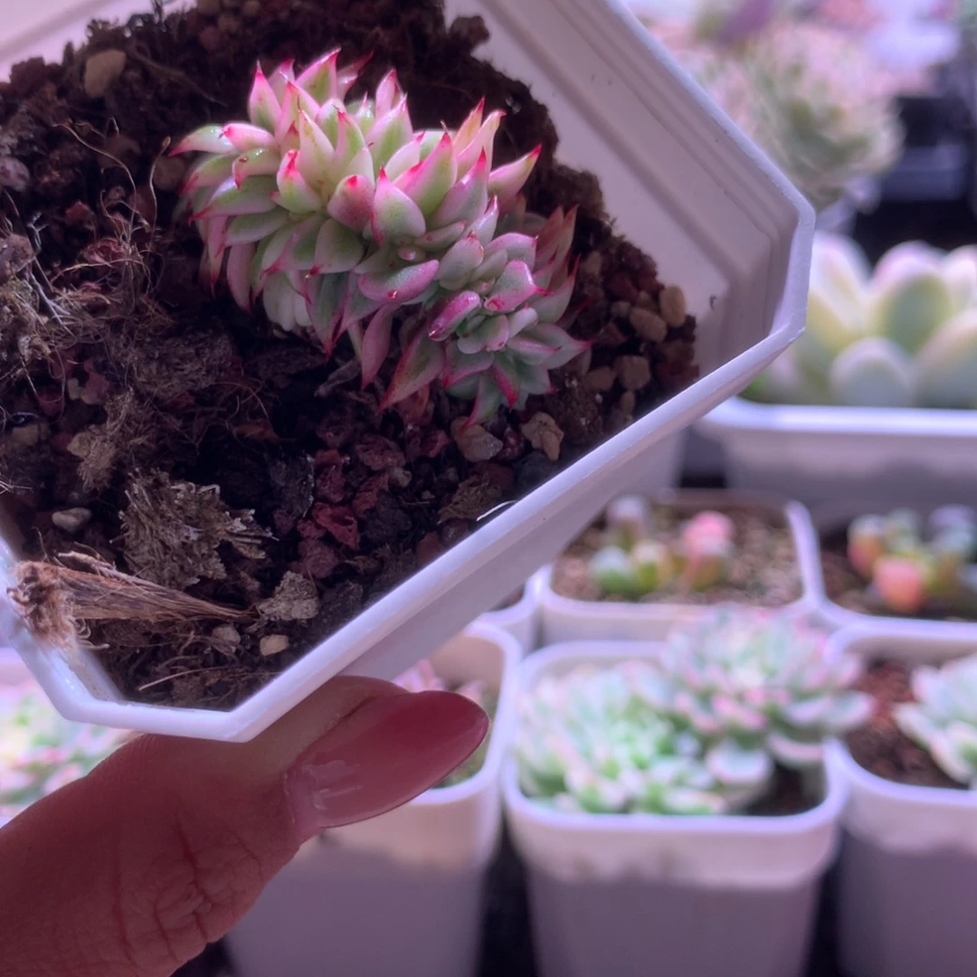 野生玛利亚缀化覆轮锦有根