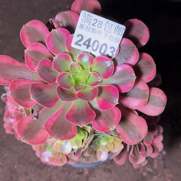 24003美杜莎多肉植物