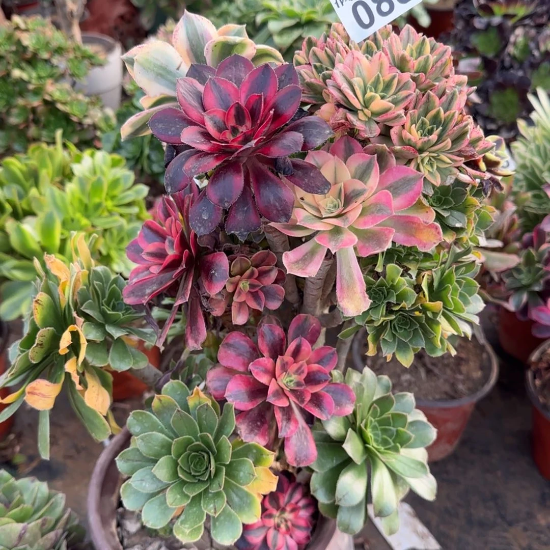 绿法师有砍七彩嫁接多肉088单棵包邮