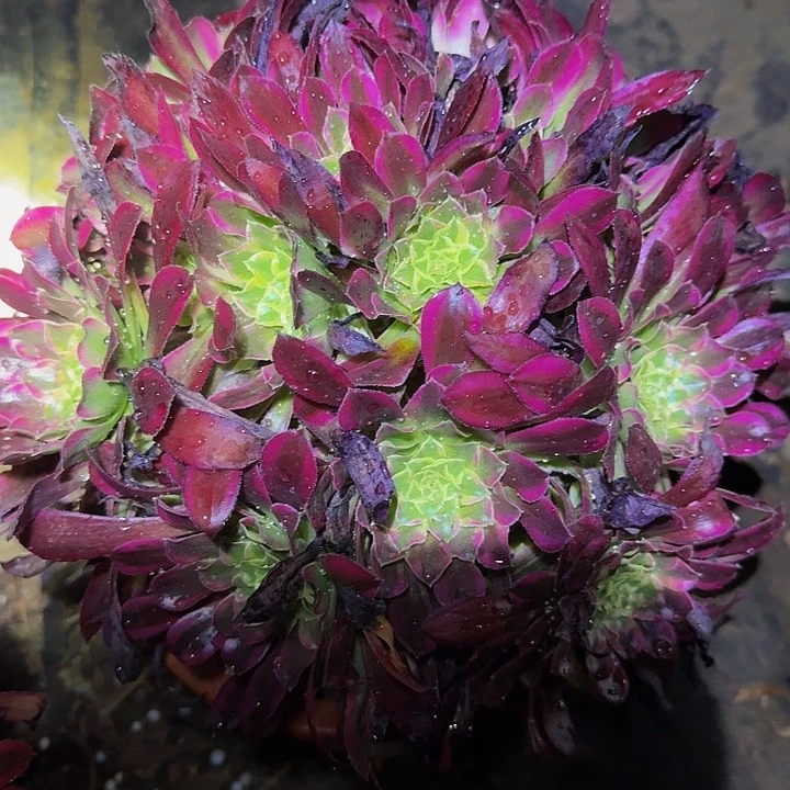 精品天合大波浪朵朵亏本福利