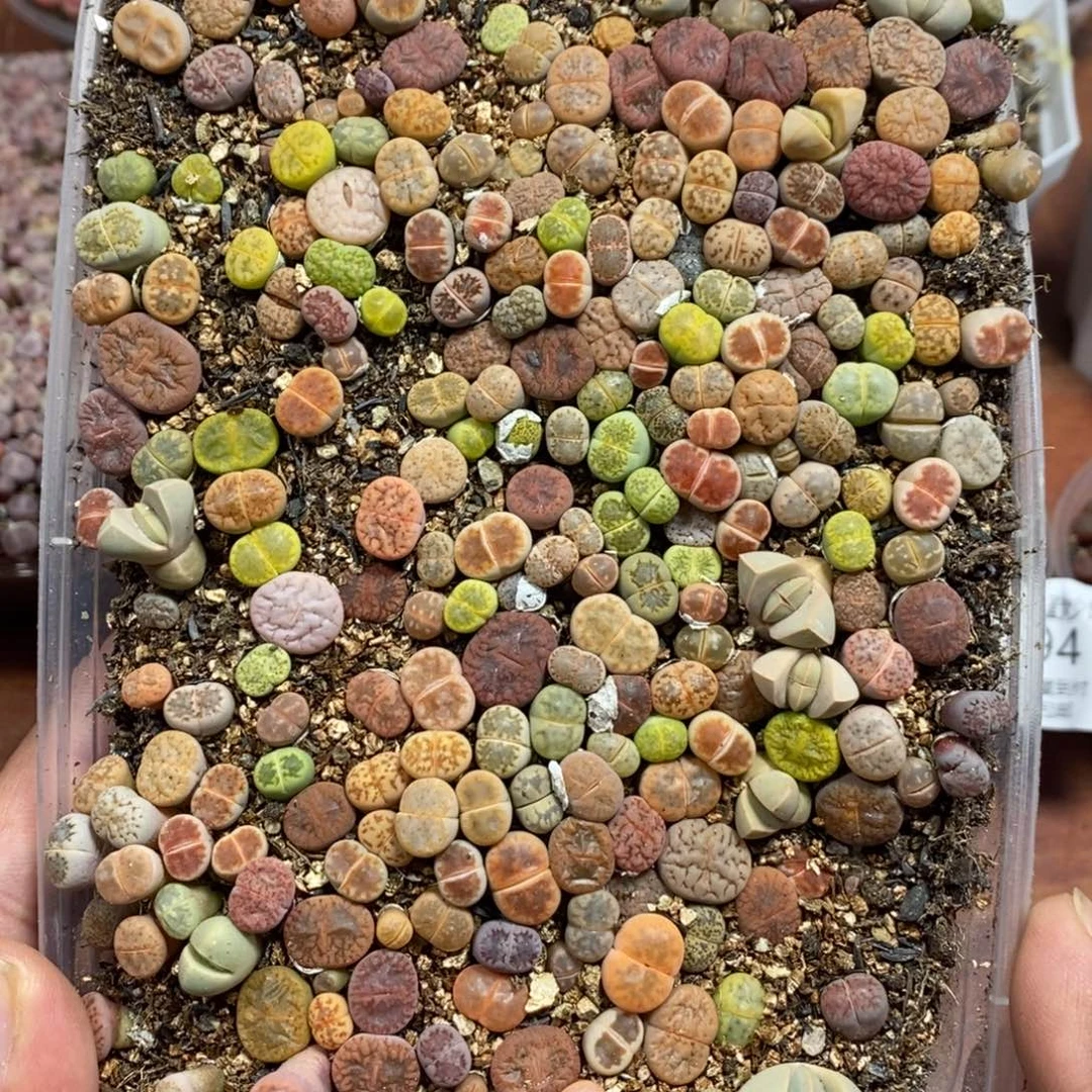 多肉蛋炒饭感谢您相伴266