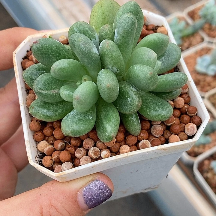 香香雪锦多肉植物