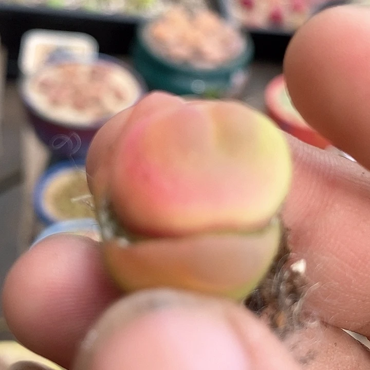 ?**璃3600琉璃