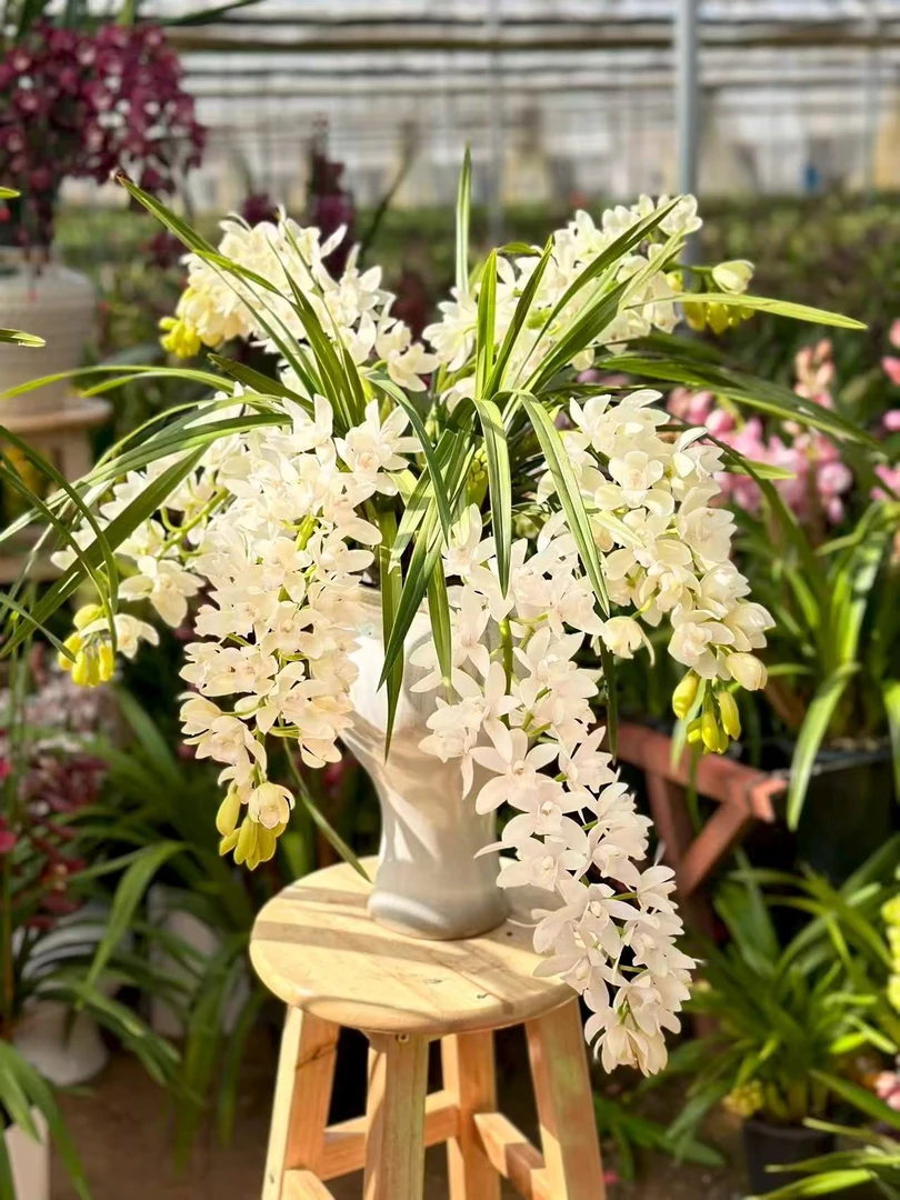 【白玉香兰】10-15支花剑起发桌面款栽种好带花苞发货